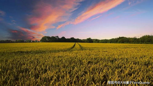 卫星遥感技术如何推动我国农业保险高质量发展